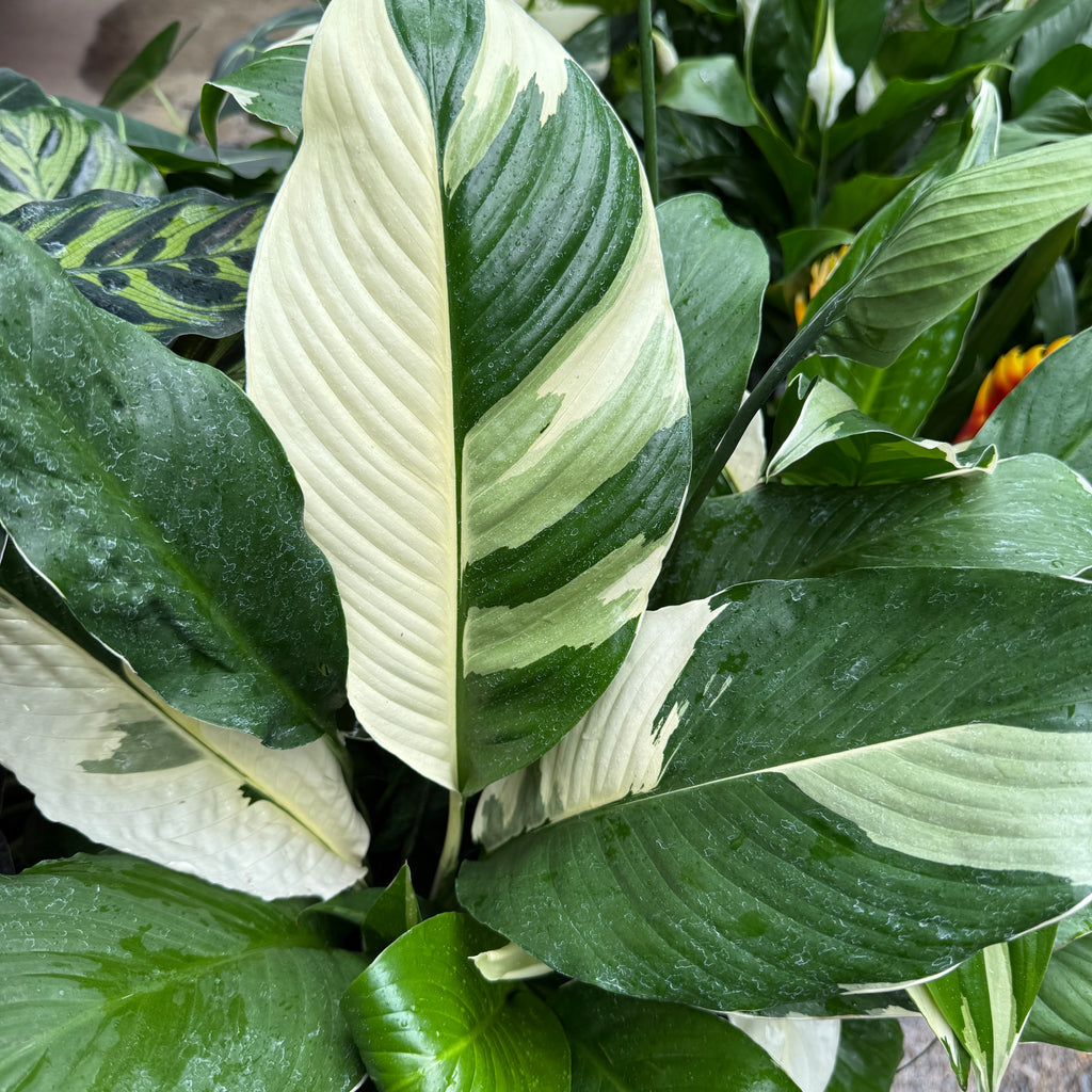 Spathiphyllum ‘Picasso’ (Variegated Peace Lily)