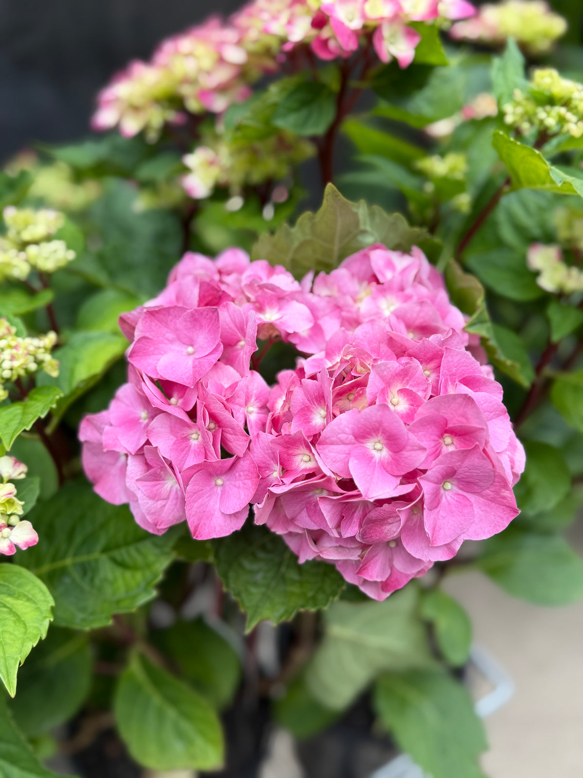 Hydrangeas in different colours