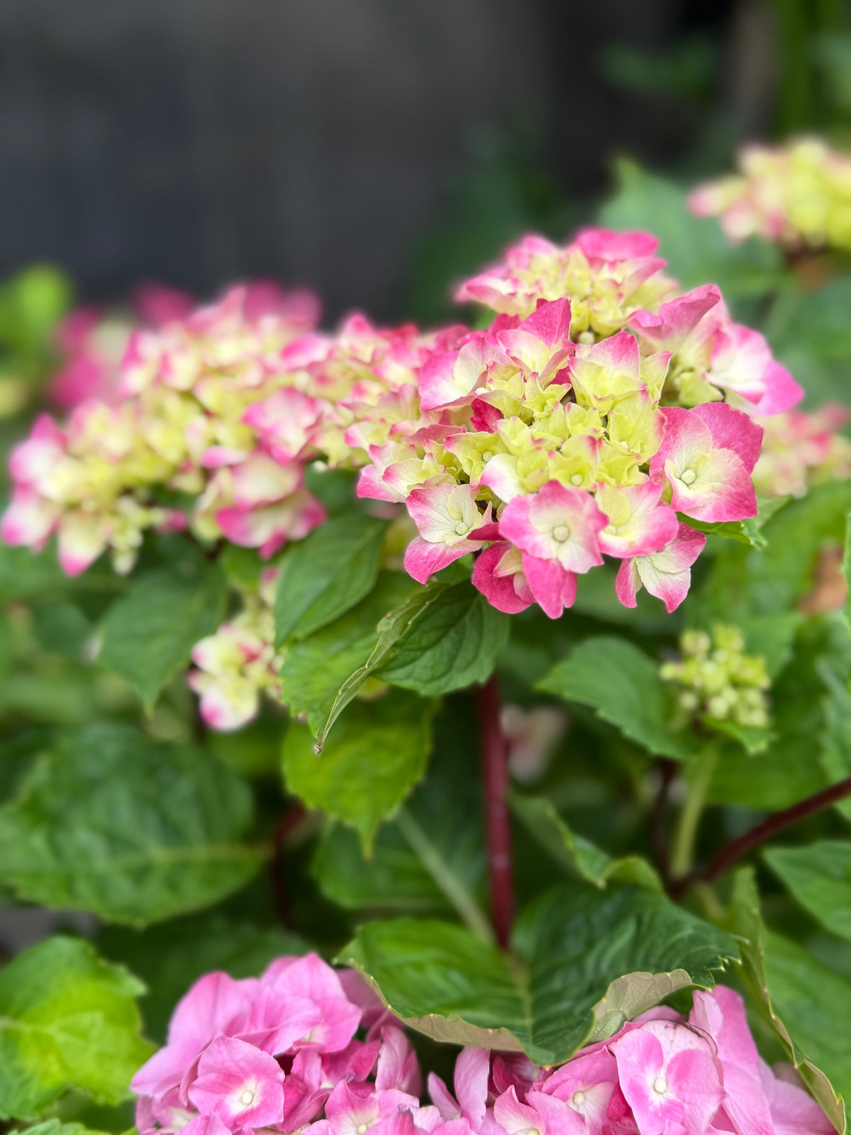 Hydrangeas in different colours