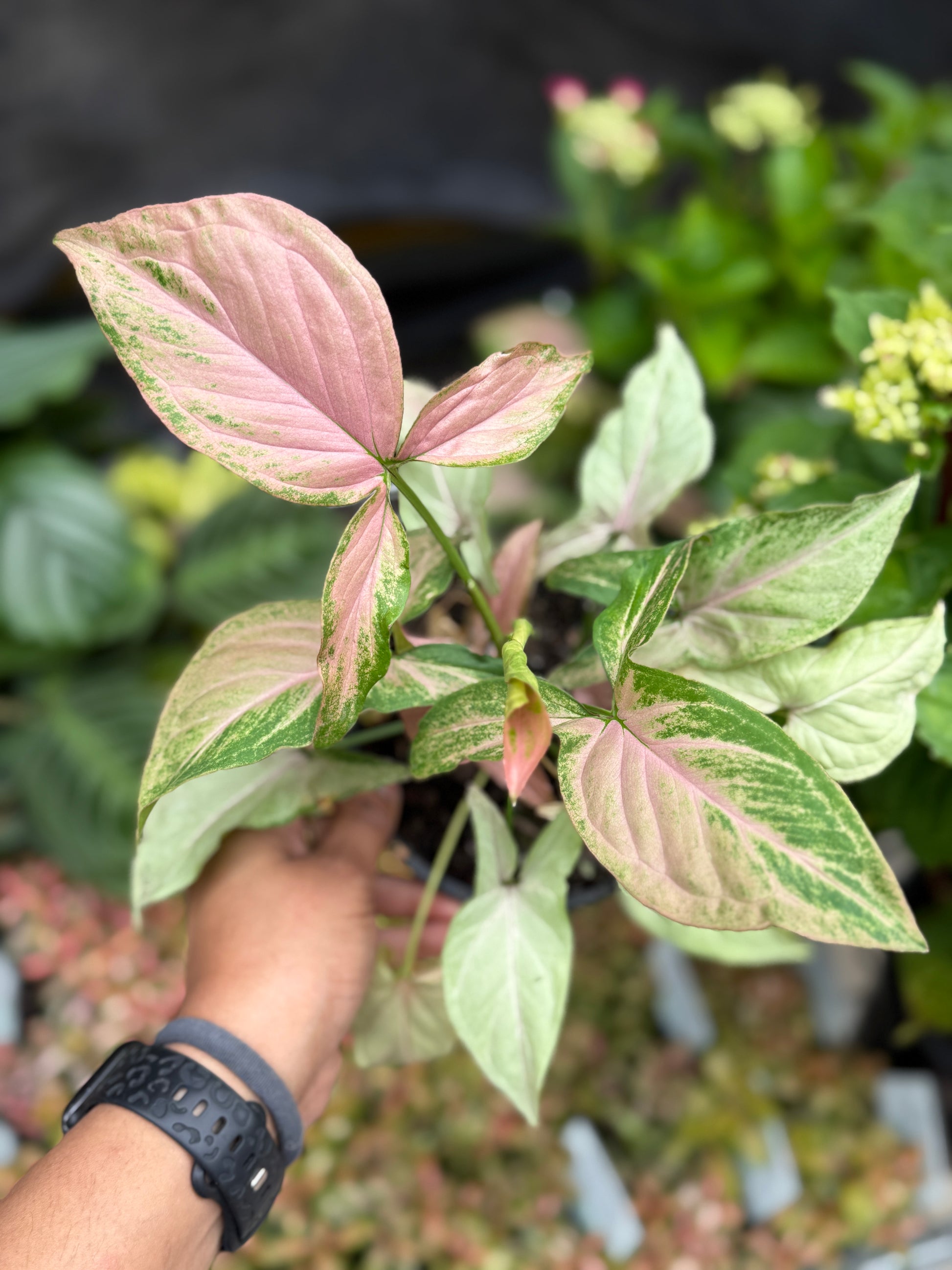 Syngonium Pink Beauty