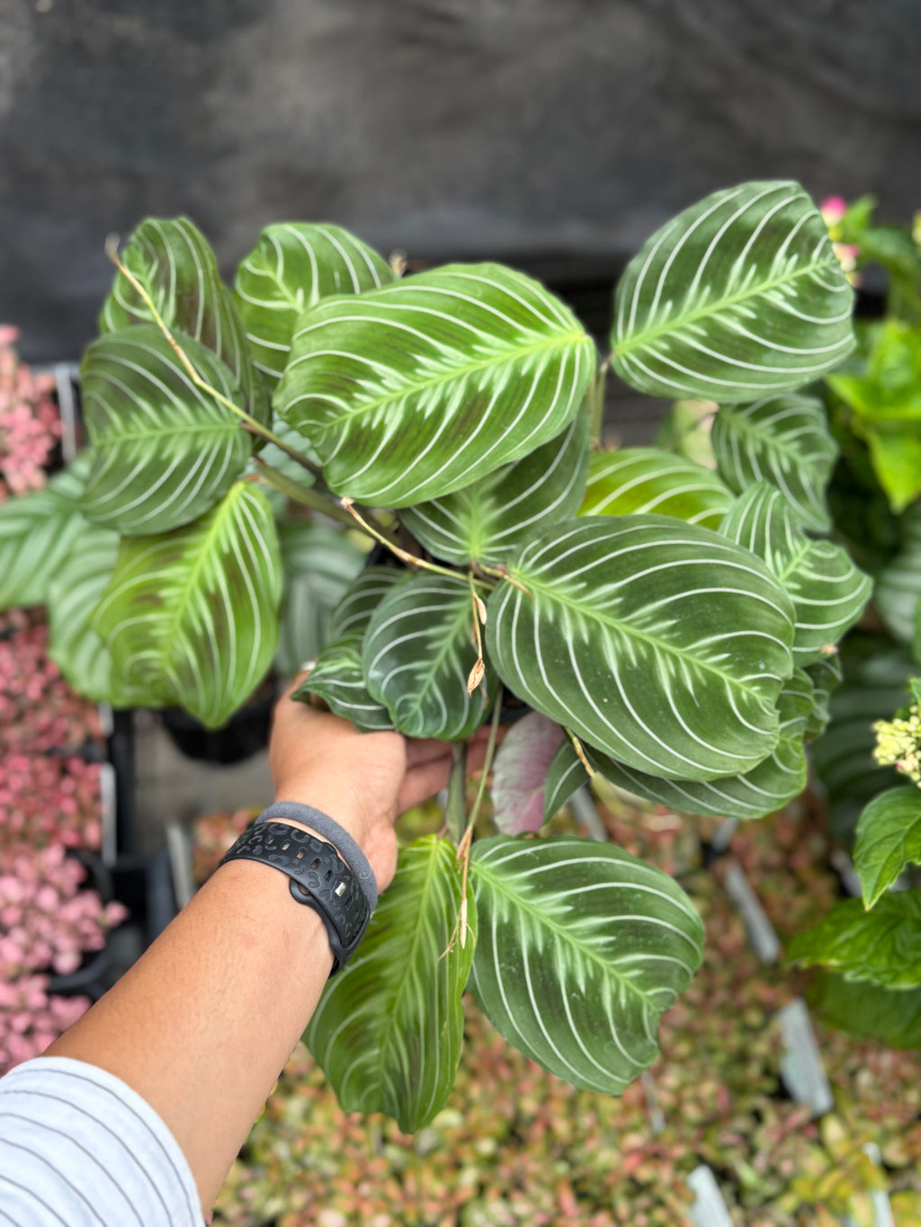 Maranta leuconeura 'Cat Moustache'