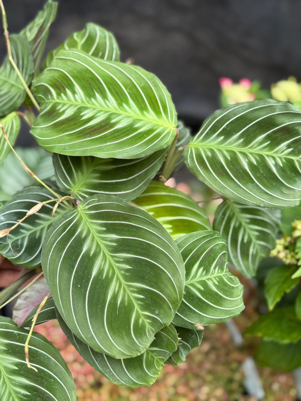 Maranta leuconeura 'Cat Moustache'