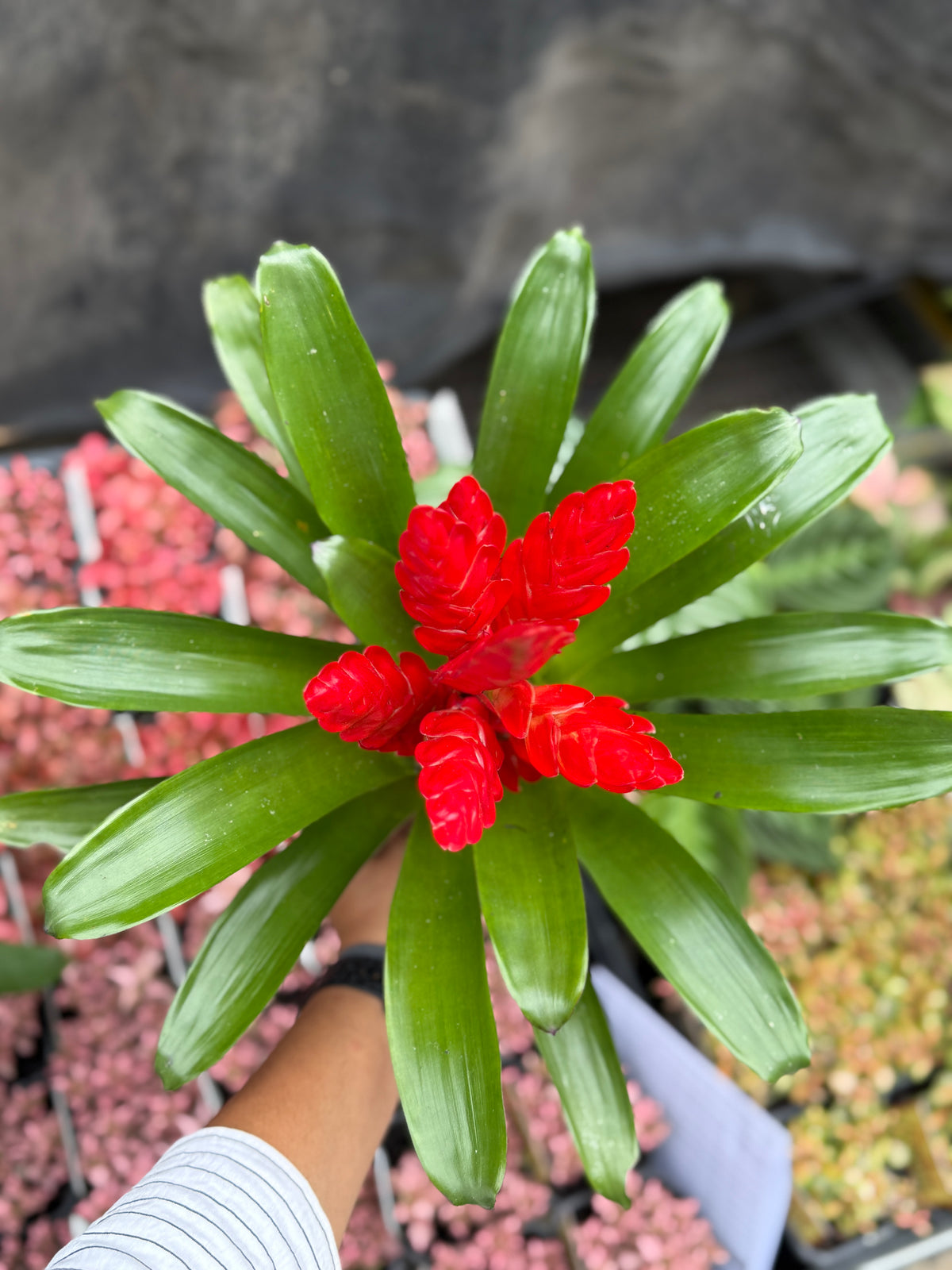 Bromeliad Varieties