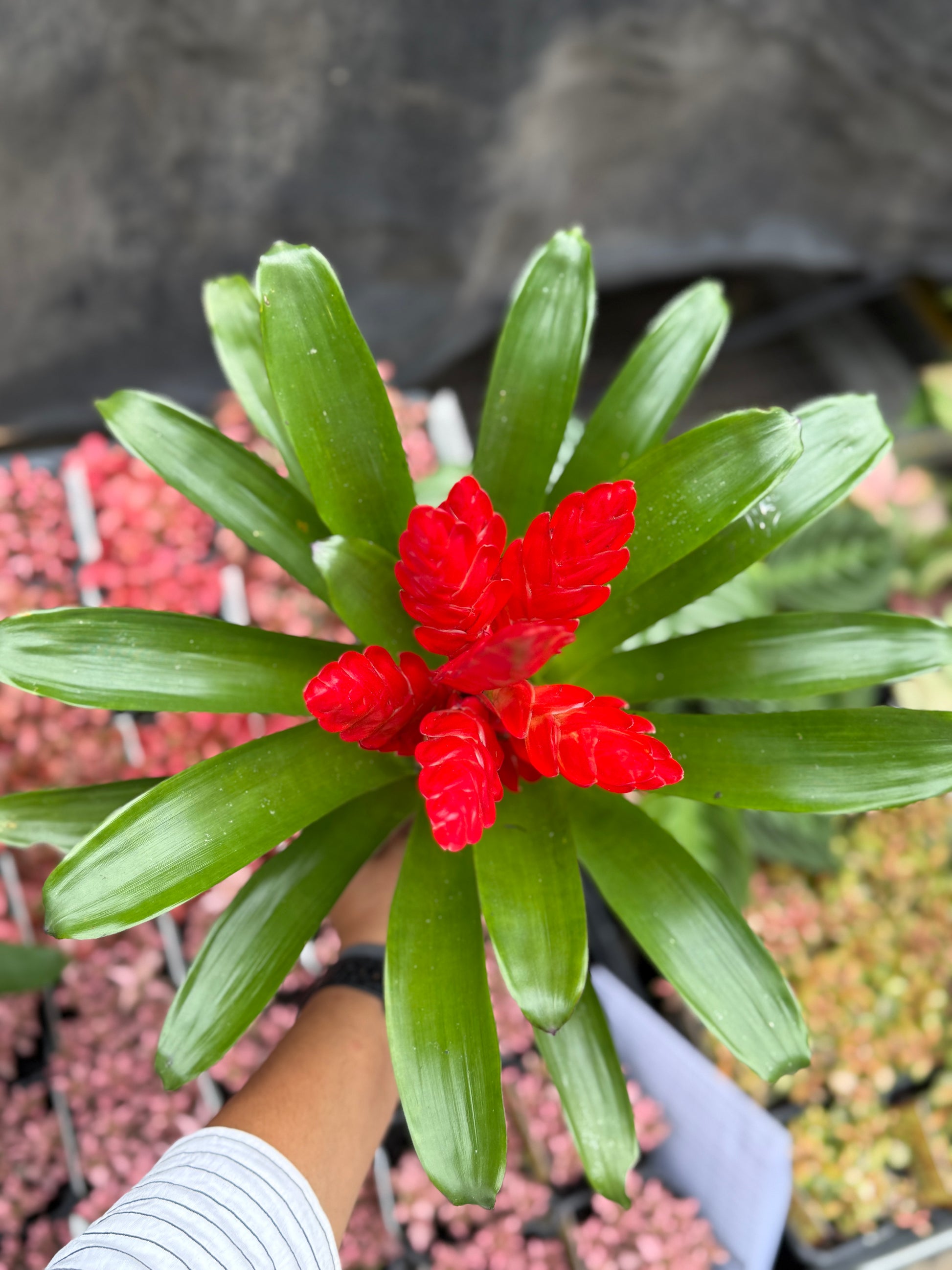 Bromeliad Varieties