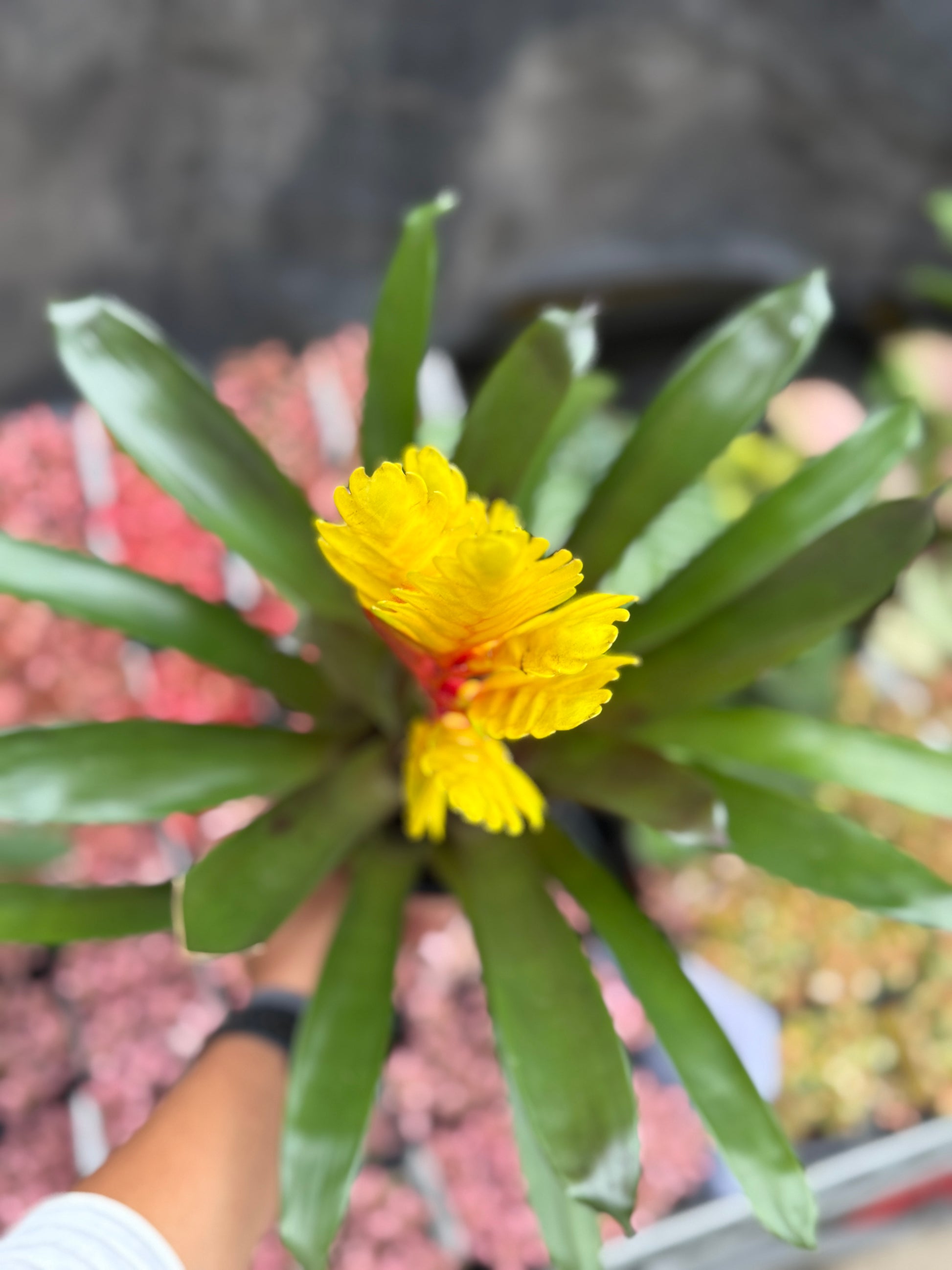 Bromeliad Varieties