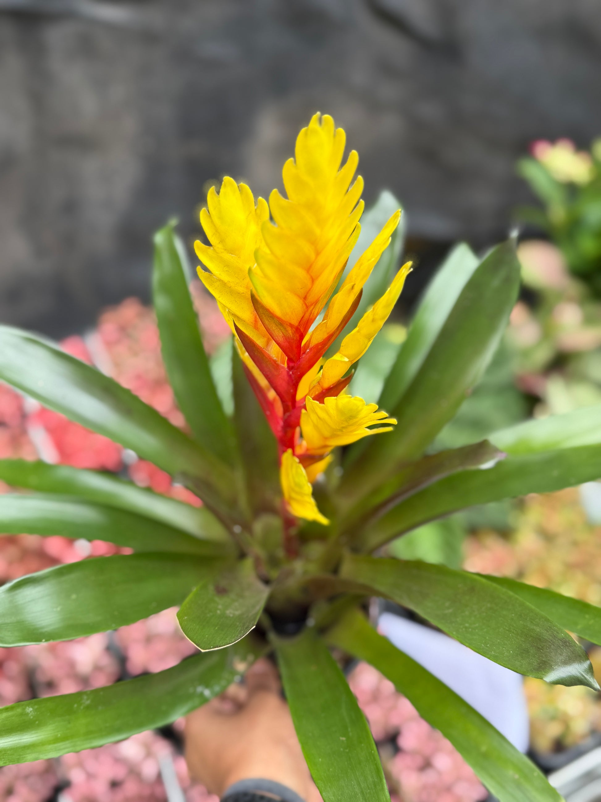 Bromeliad Varieties