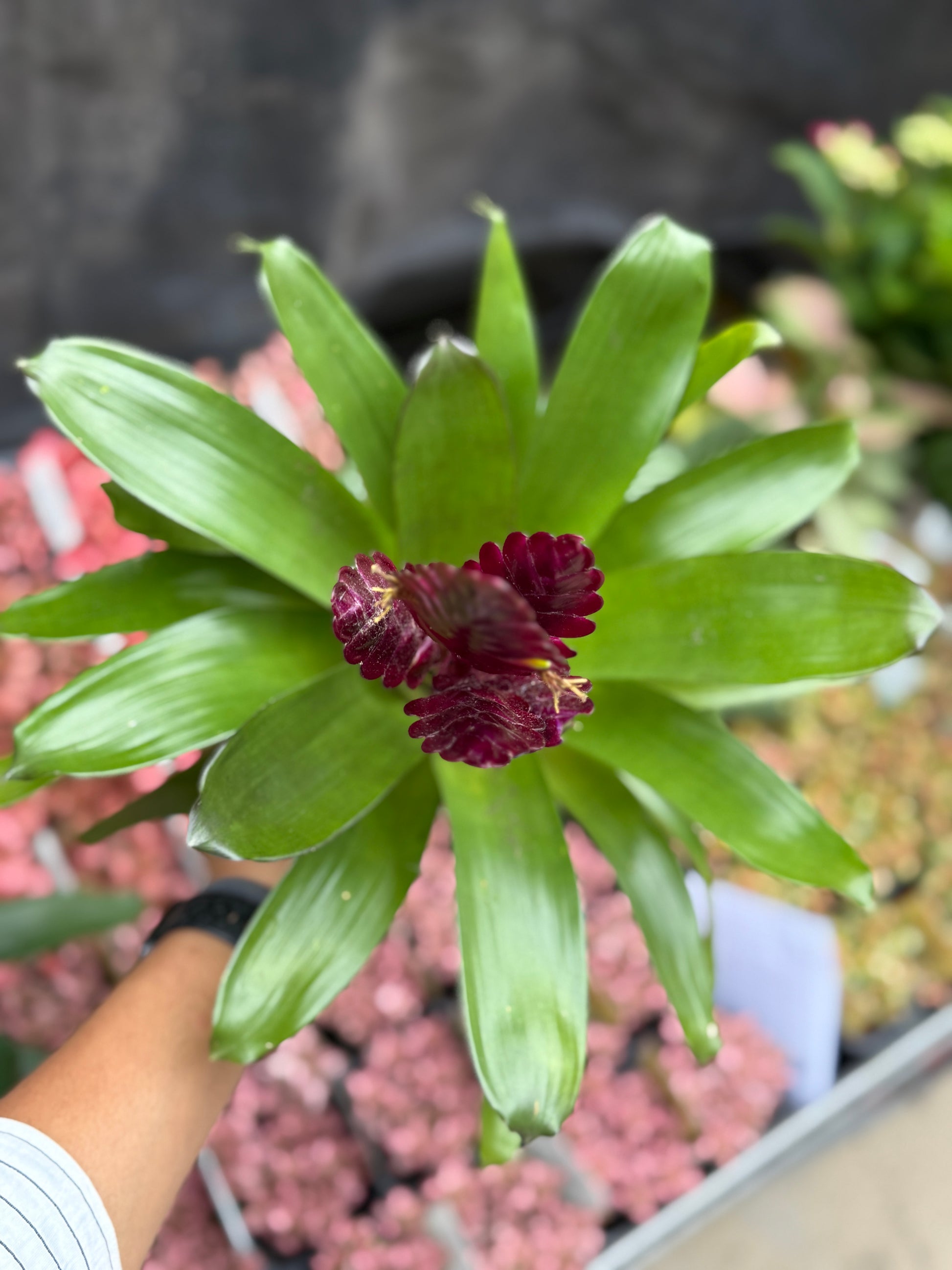 Bromeliad Varieties
