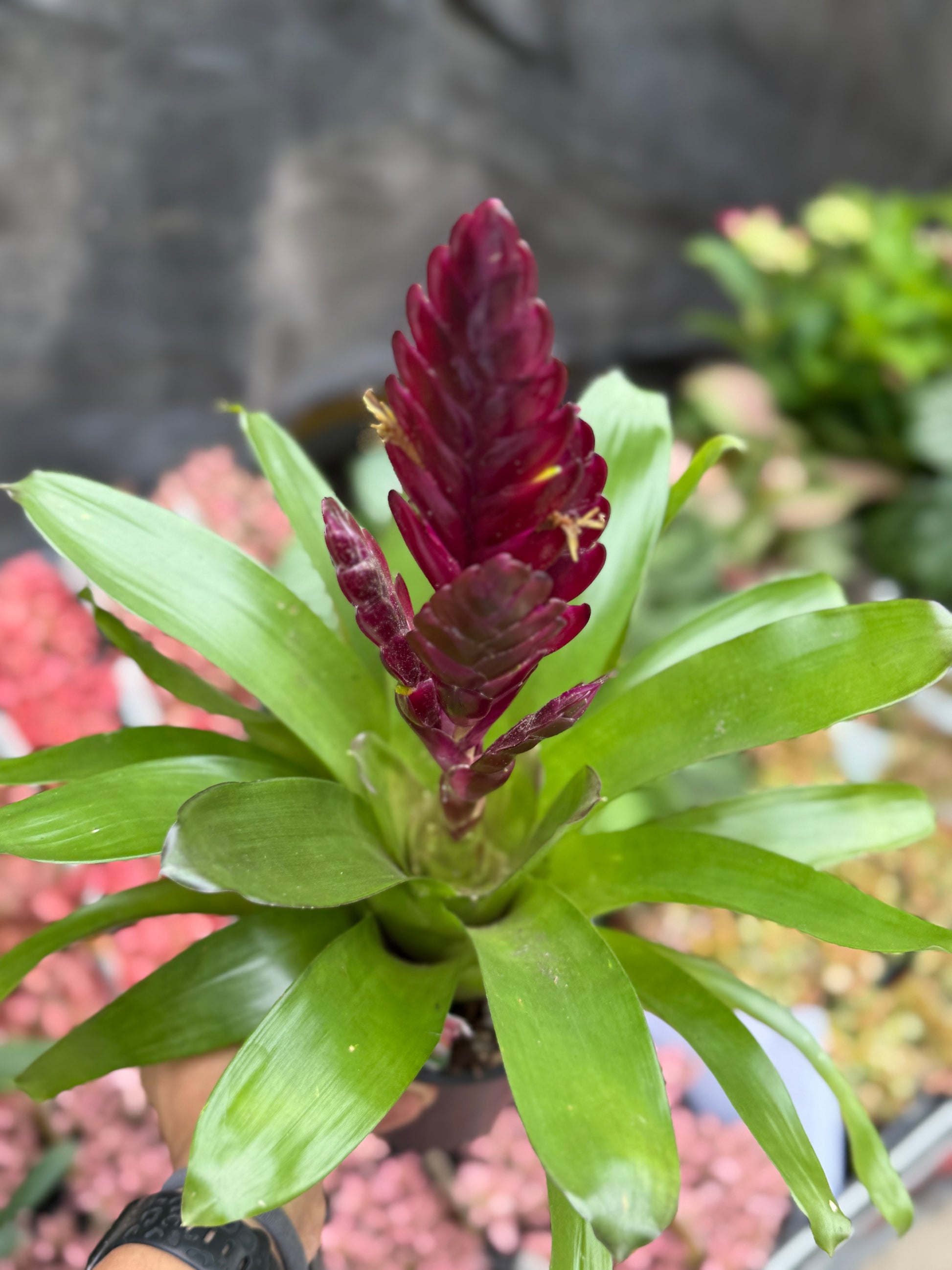 Bromeliad Varieties