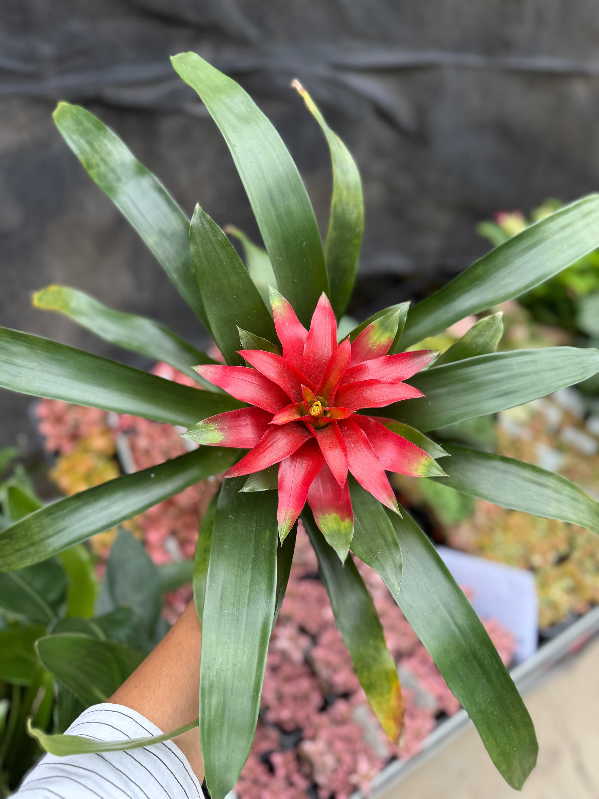 Bromeliad Varieties