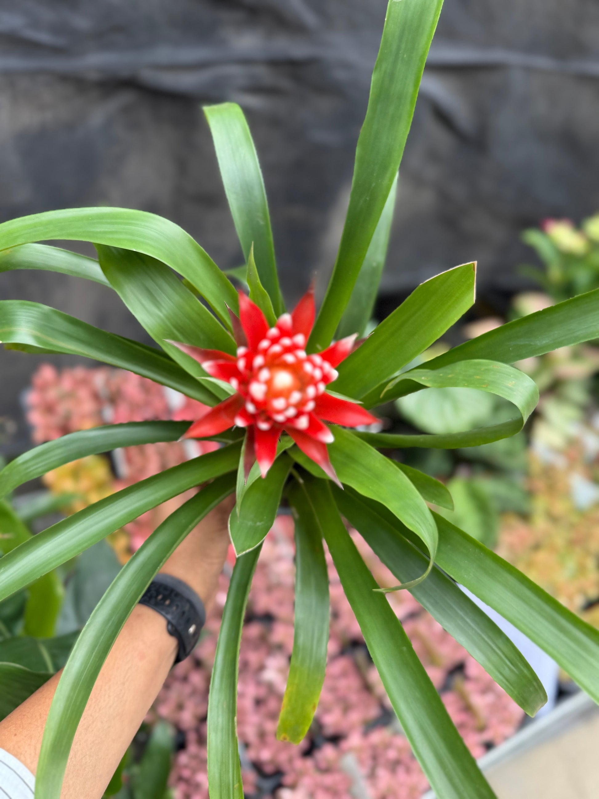 Bromeliad Varieties