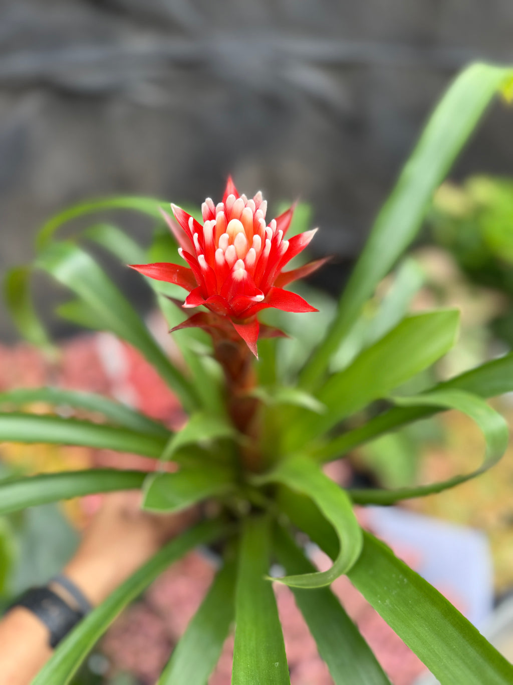 Bromeliad Varieties