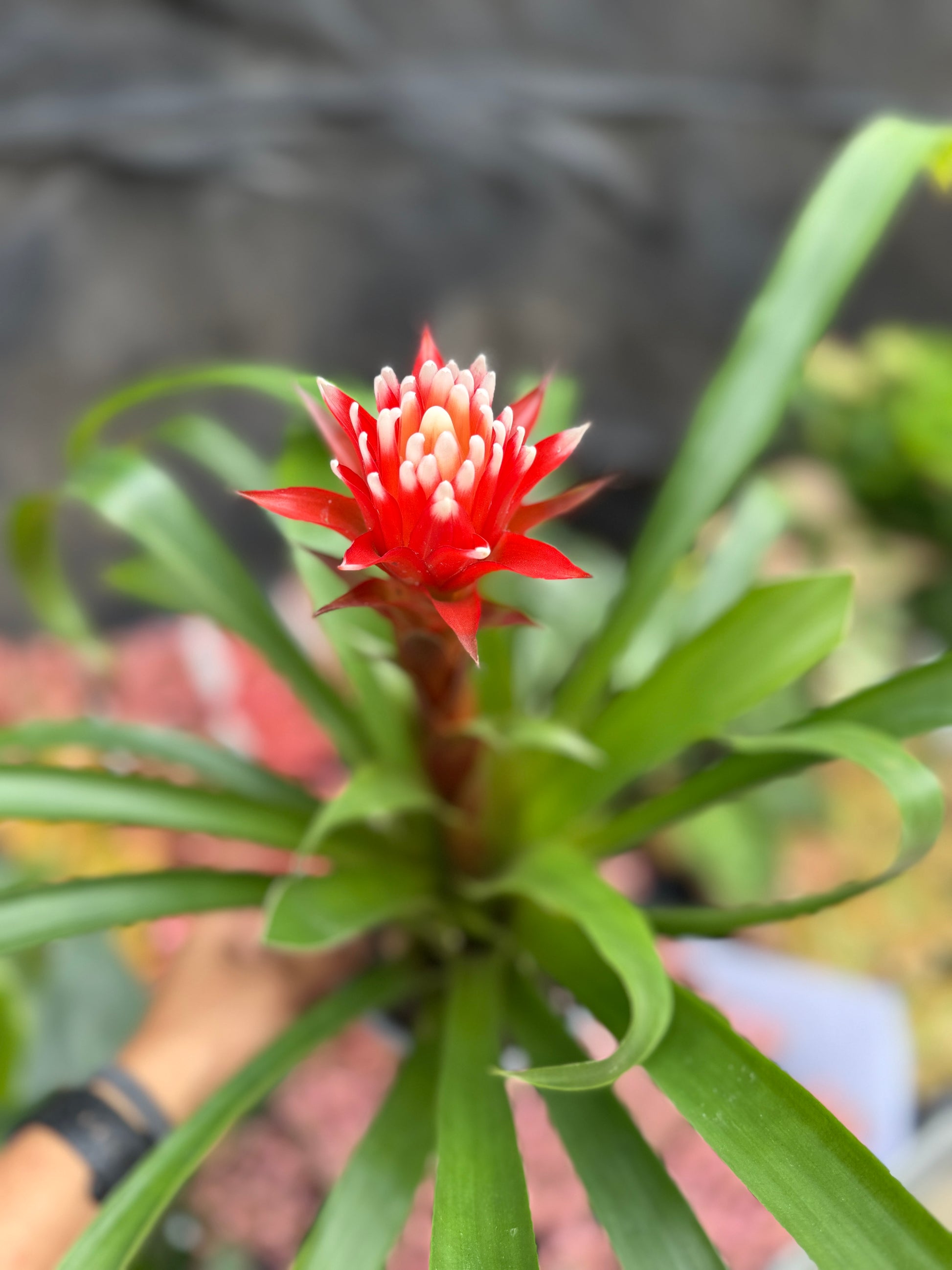 Bromeliad Varieties
