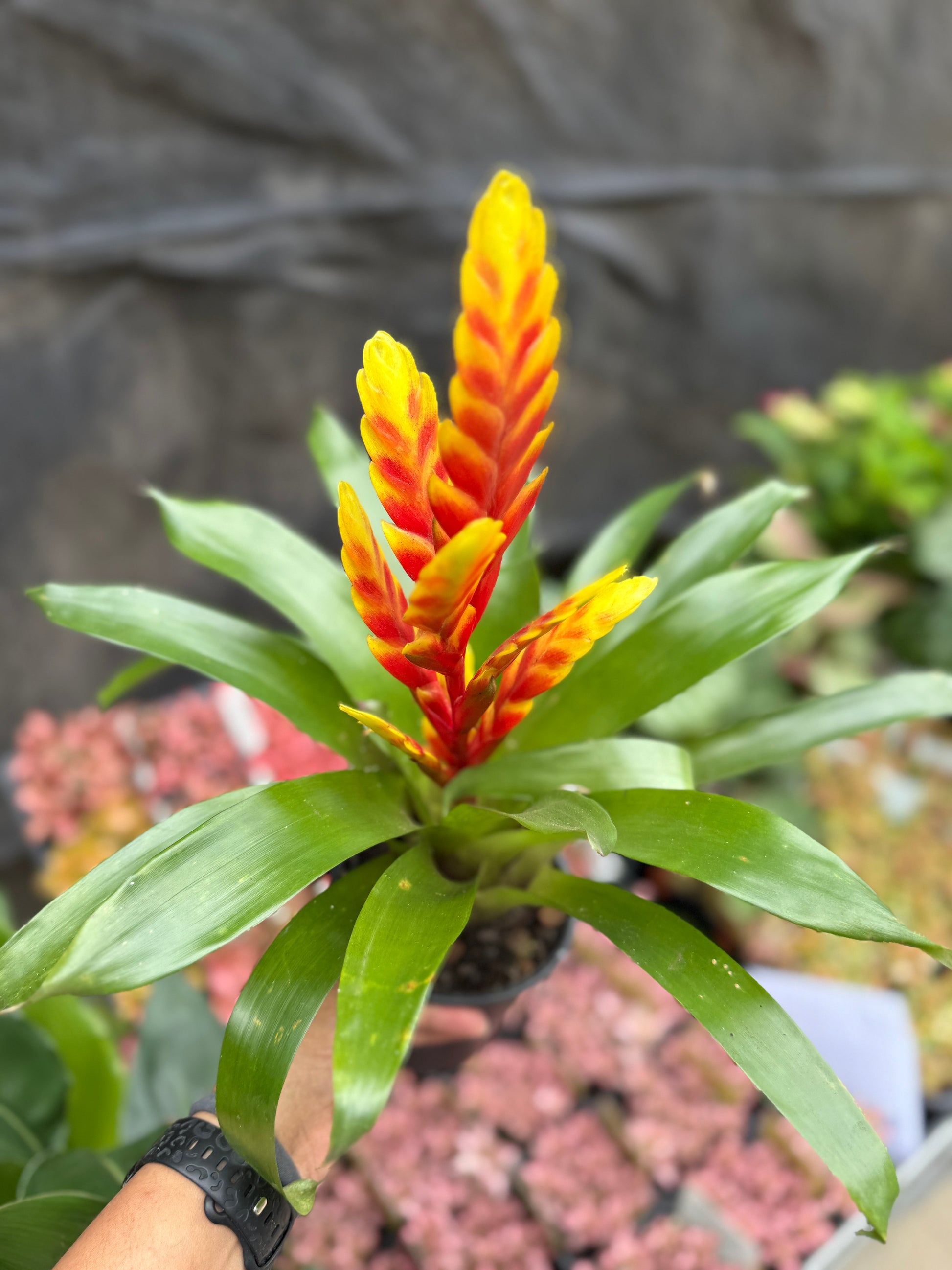 Bromeliad Varieties
