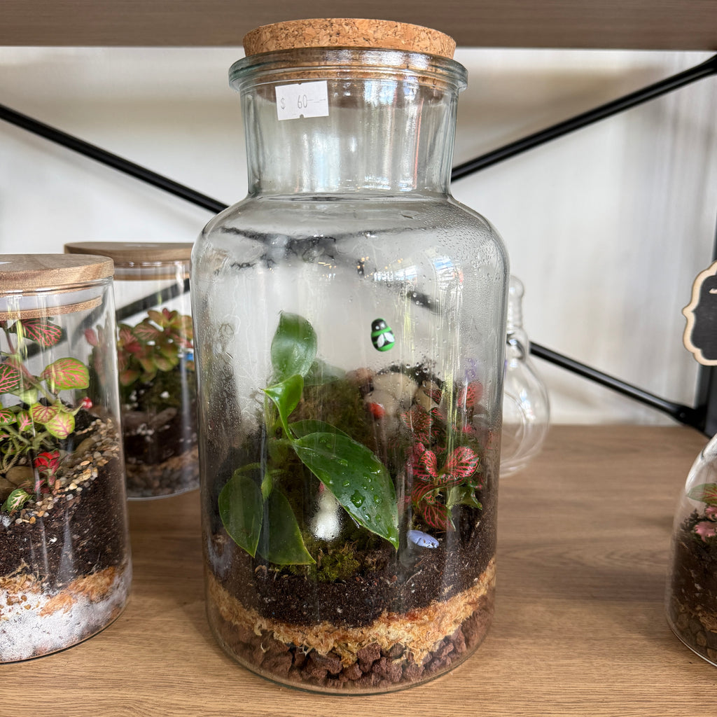 Indoor Plant Terrarium - Random (Pick-Up)