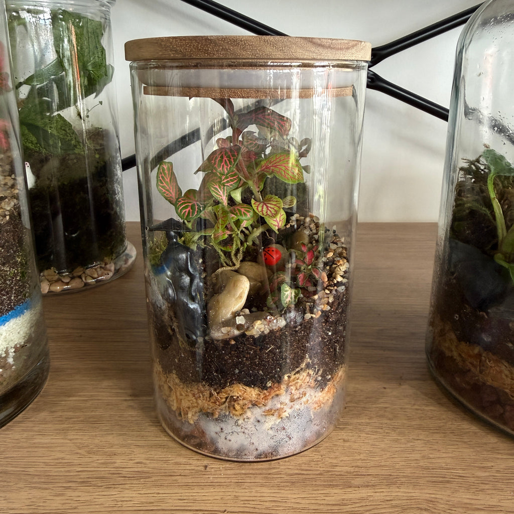 Indoor Plant Terrarium - Random (Pick-Up)