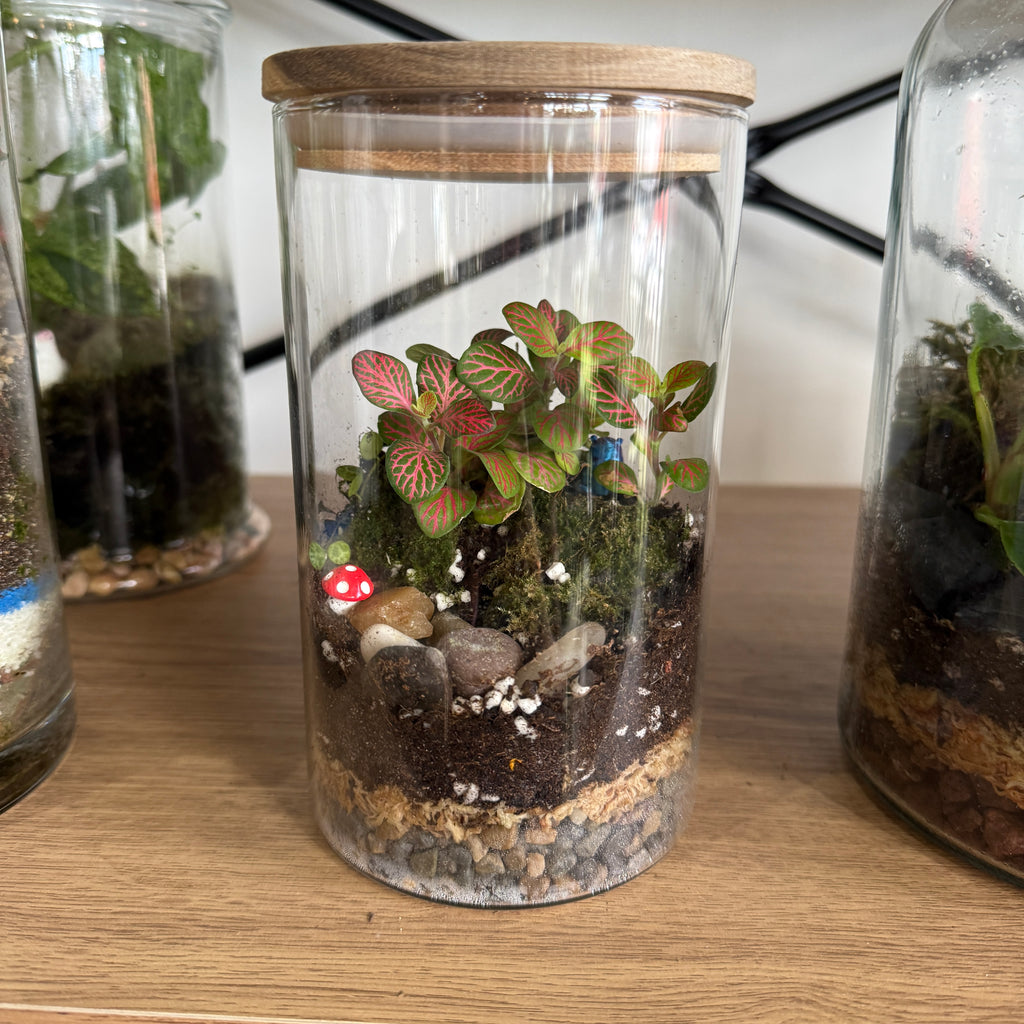 Indoor Plant Terrarium - Random (Pick-Up)