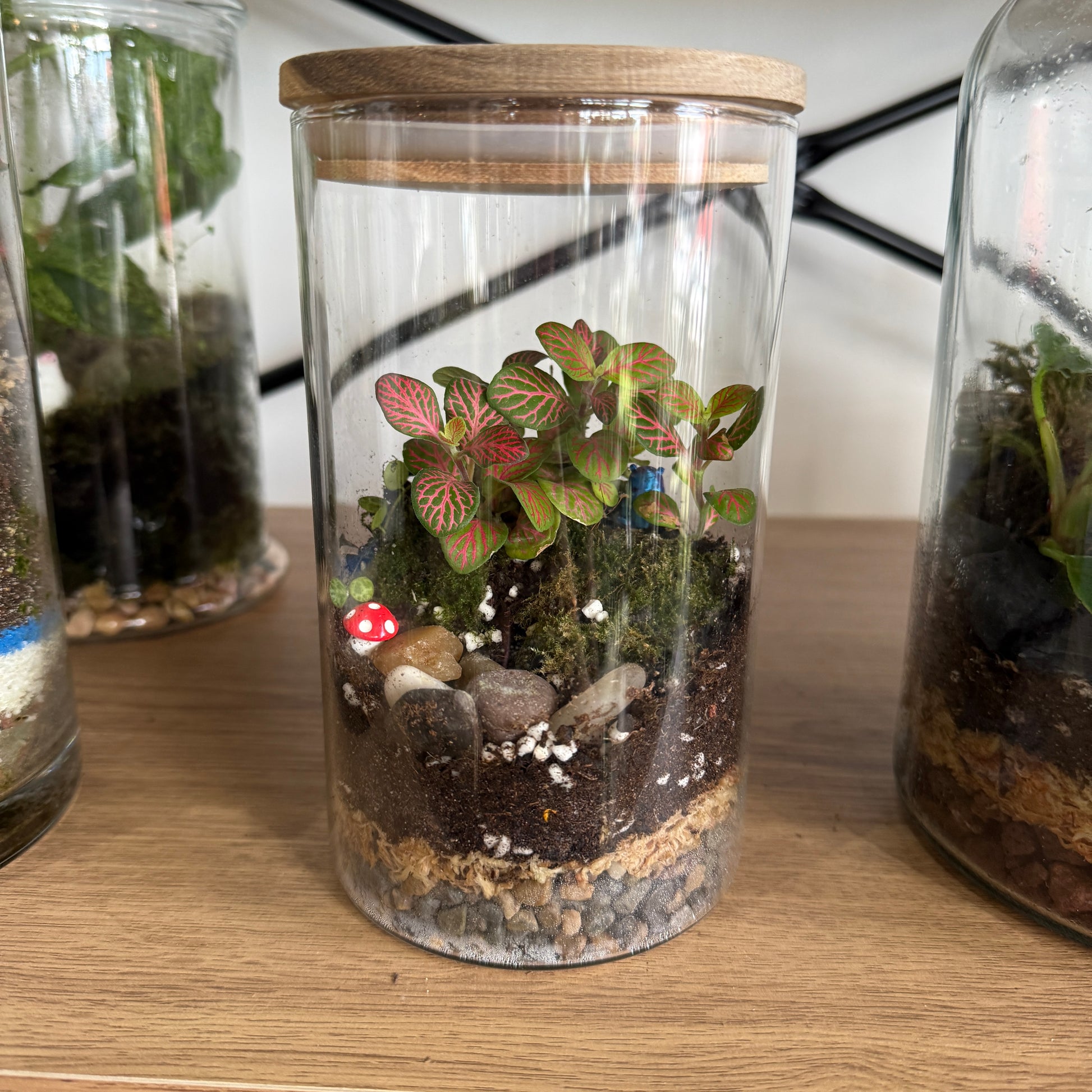 Indoor Plant Terrarium - Random (Pick-Up)