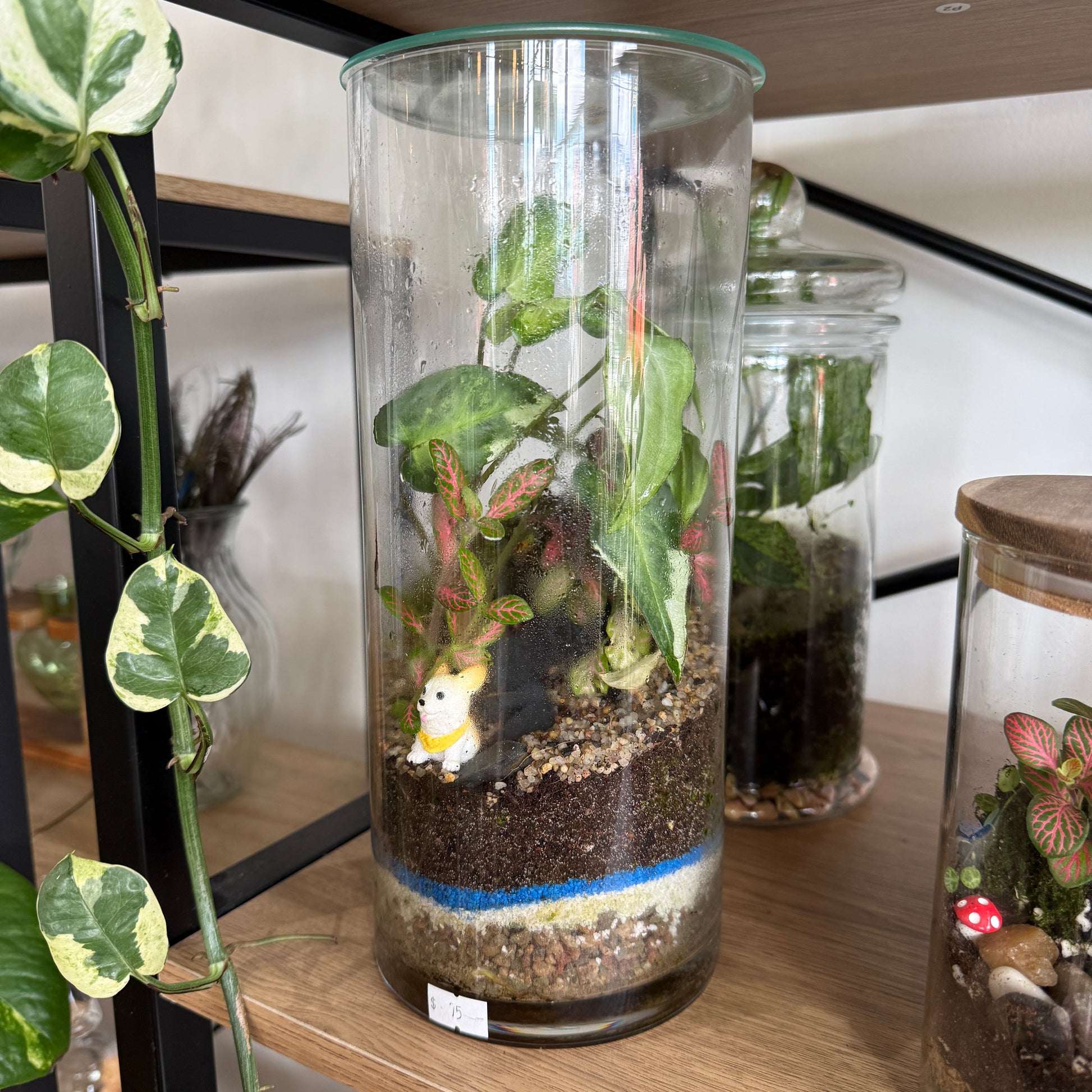 Indoor Plant Terrarium - Random (Pick-Up)