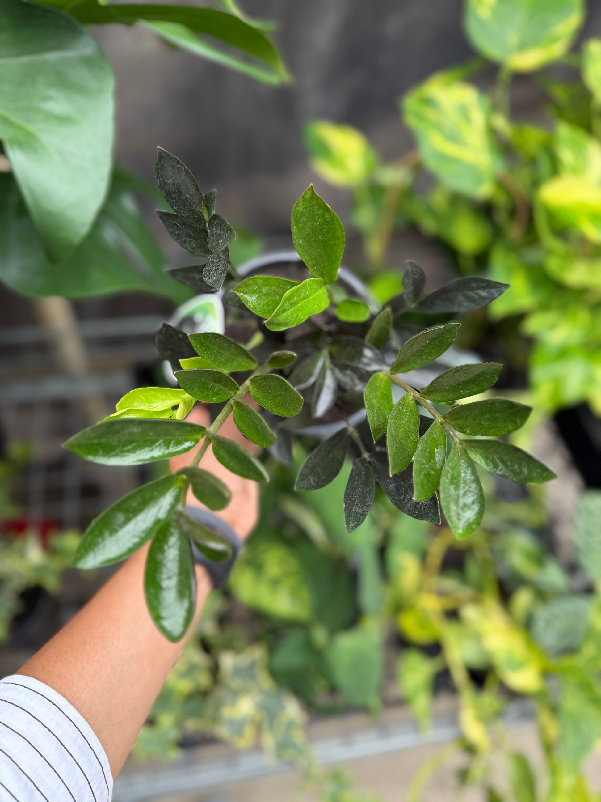 black zz plant australia ZZ Raven Black – Elegant Black Indoor Plant