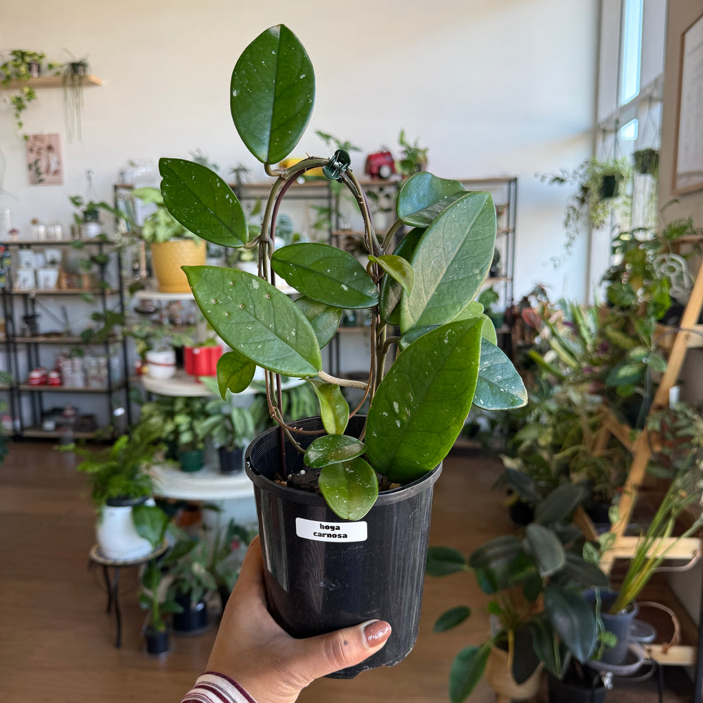Hoya carnosa wax plant with thick glossy leaves trailing from pot indoor plant Sydney