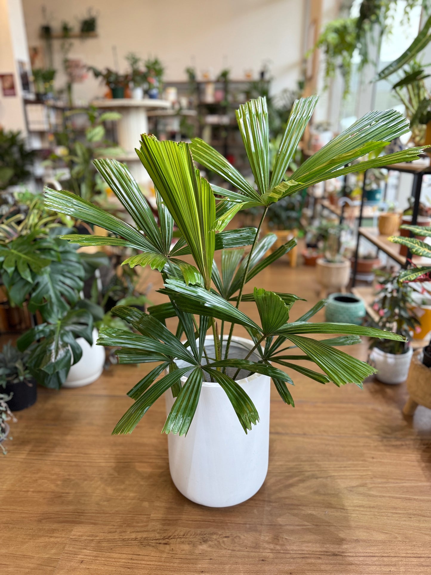 Licuala Ramsayi- Australian Fan Palm 250mm
