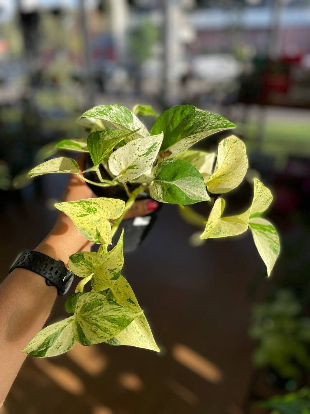 Marble Queen Pothos (Epipremnum aureum 'Marble Queen') – The Queen of Variegation 👑🌿 - Wera Plants