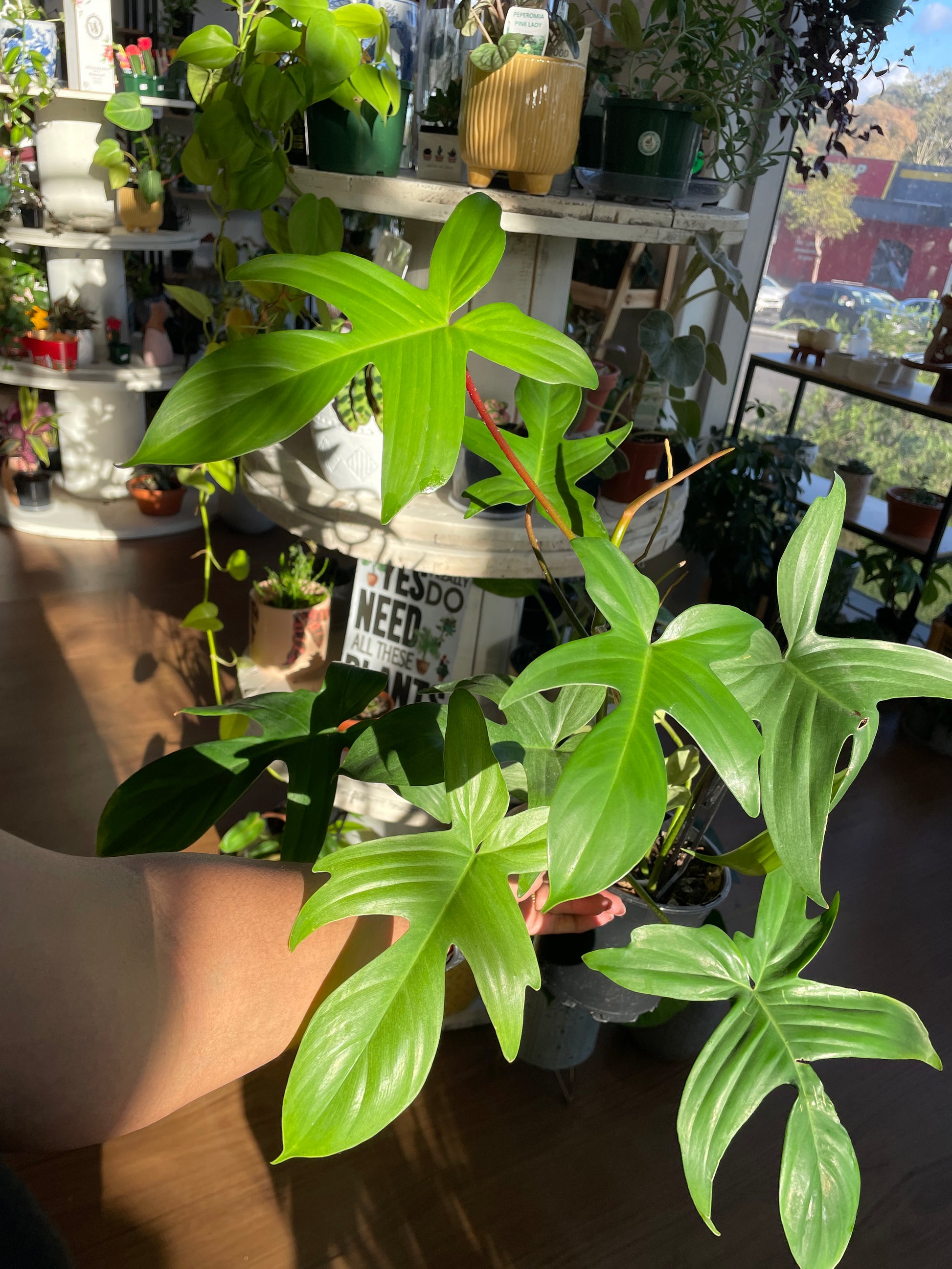 green climbing philodendron Philodendron Florida – Rare Climbing Aroid