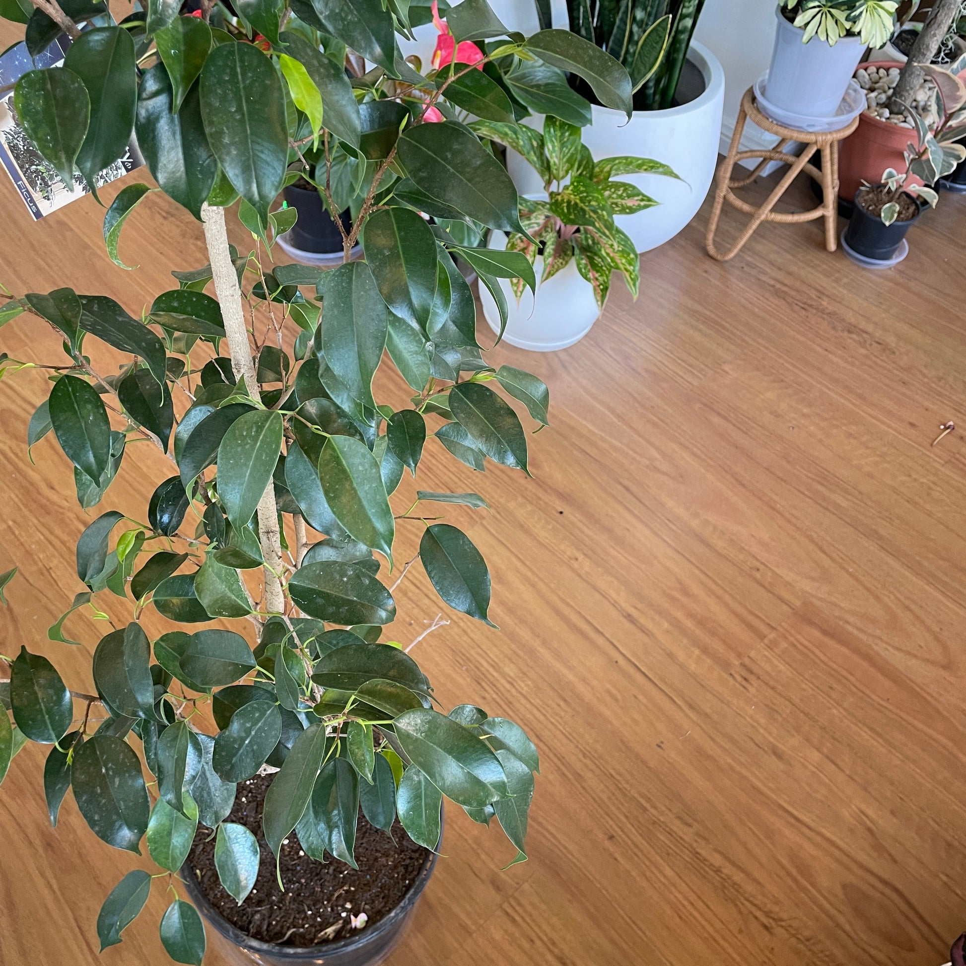 ficus-midnight-beauty-weeping-fig