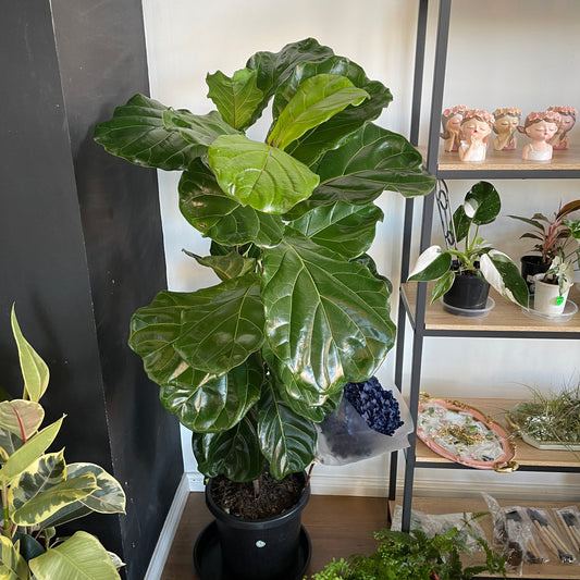 ficus-elastica-rubber-plant