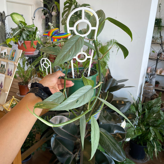 monstera-adansonii