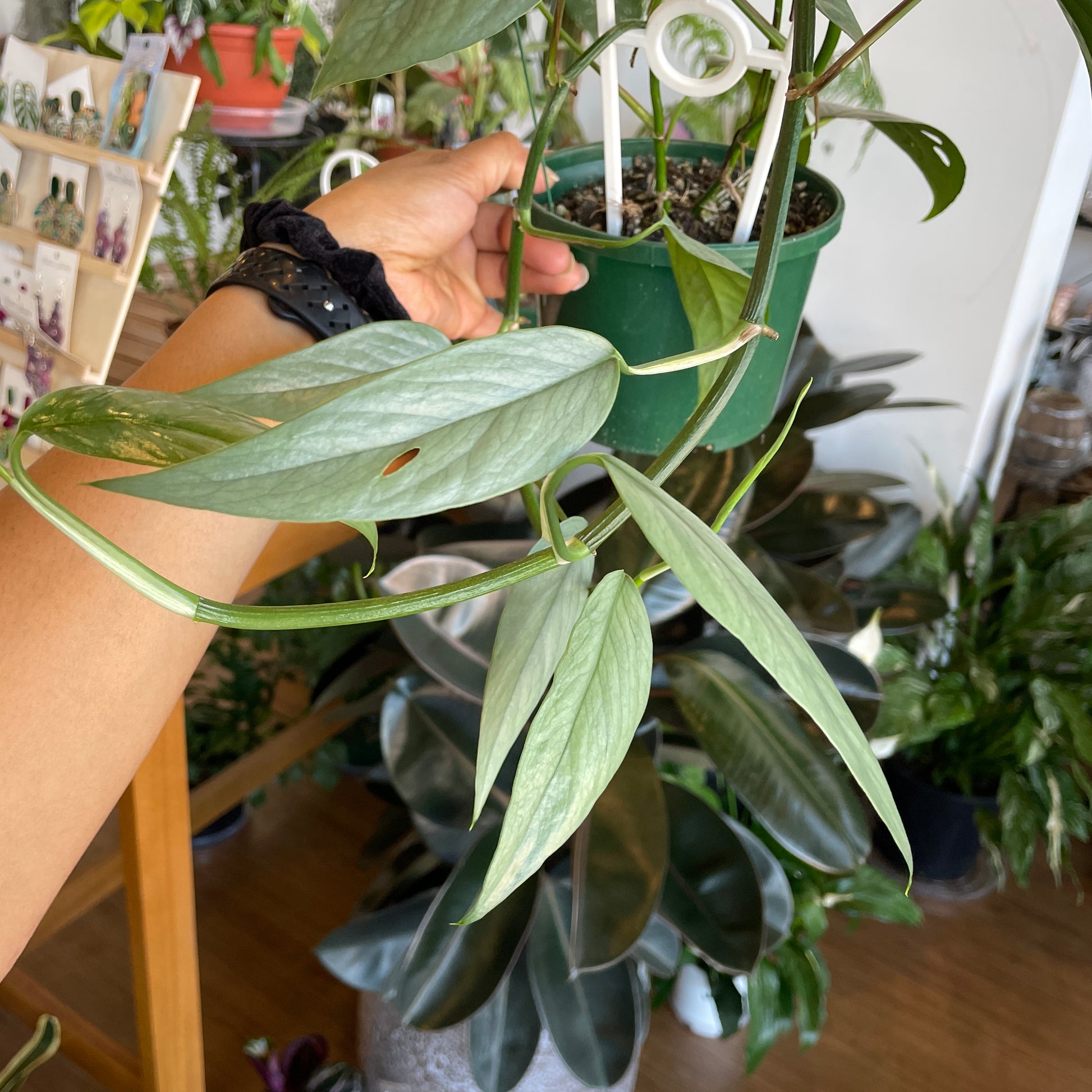 epipremnum-pinnatum-cebu-blue-pothos