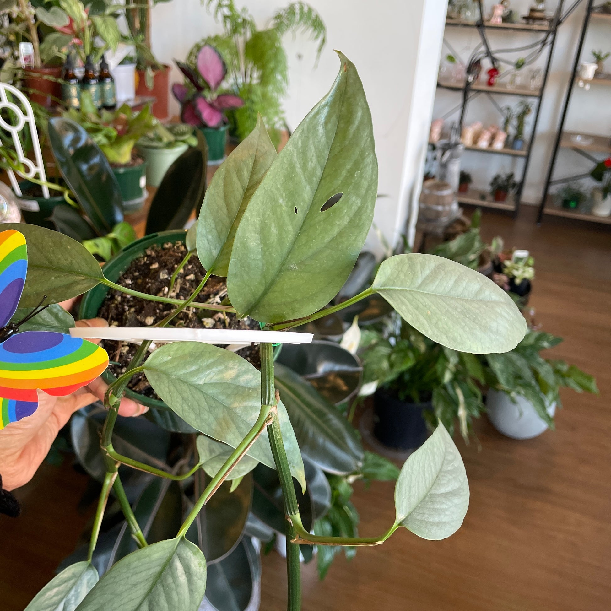 epipremnum-pinnatum-cebu-blue-pothos