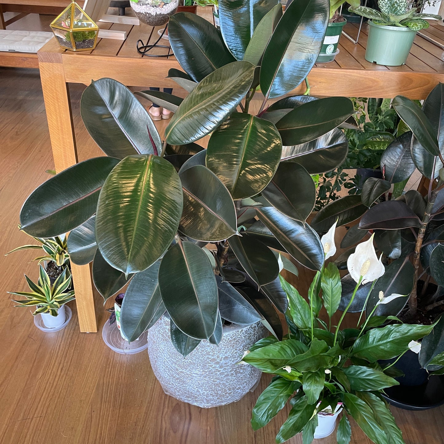 ficus-midnight-beauty-weeping-fig