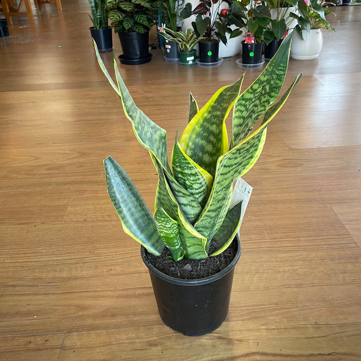 ficus-lyrata-300mm