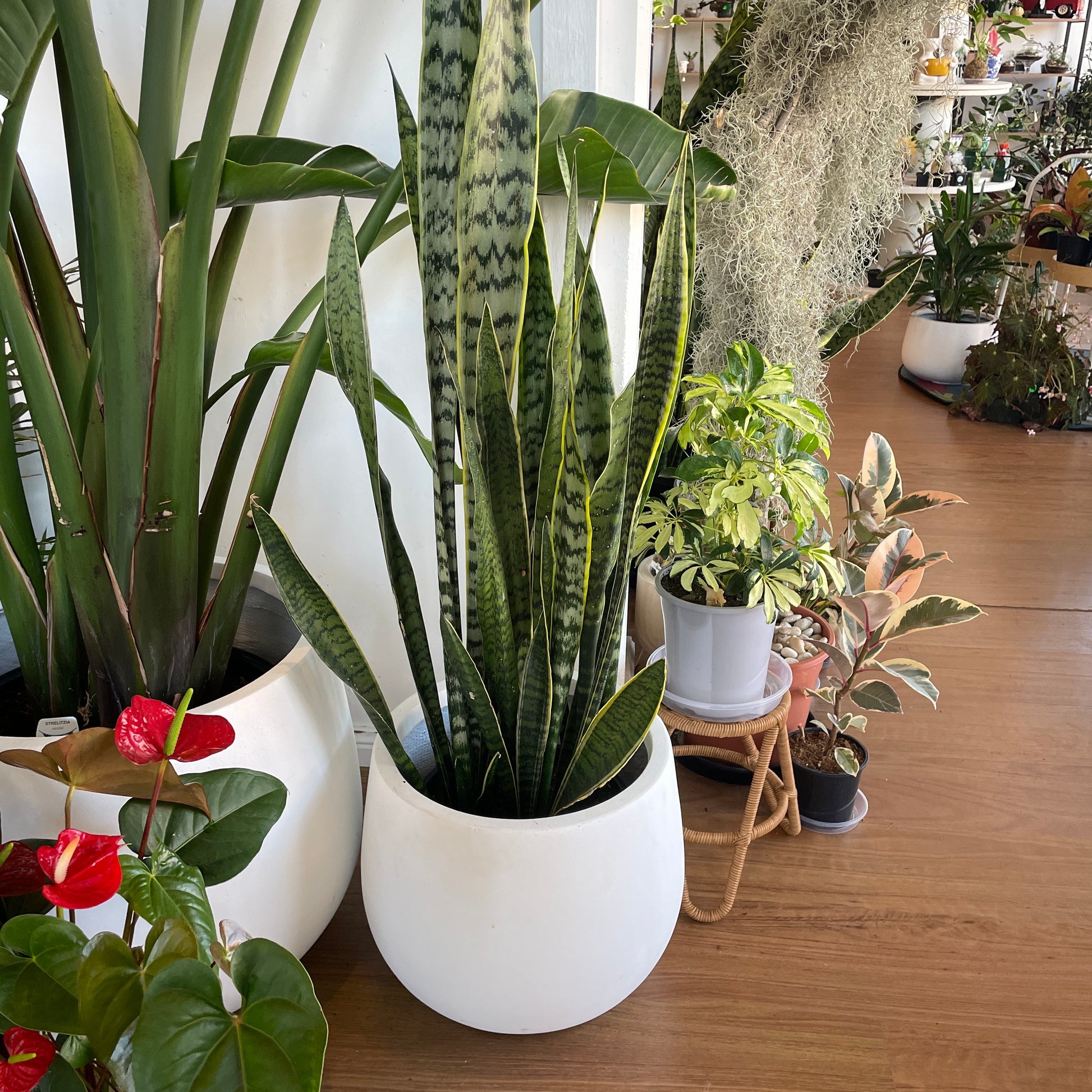 buy snake plant online australia Sanseveria Snake Plant – Wera Plants