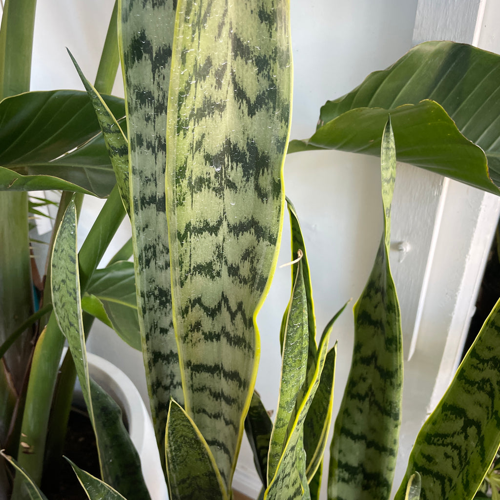 sanseveria-snake-plant