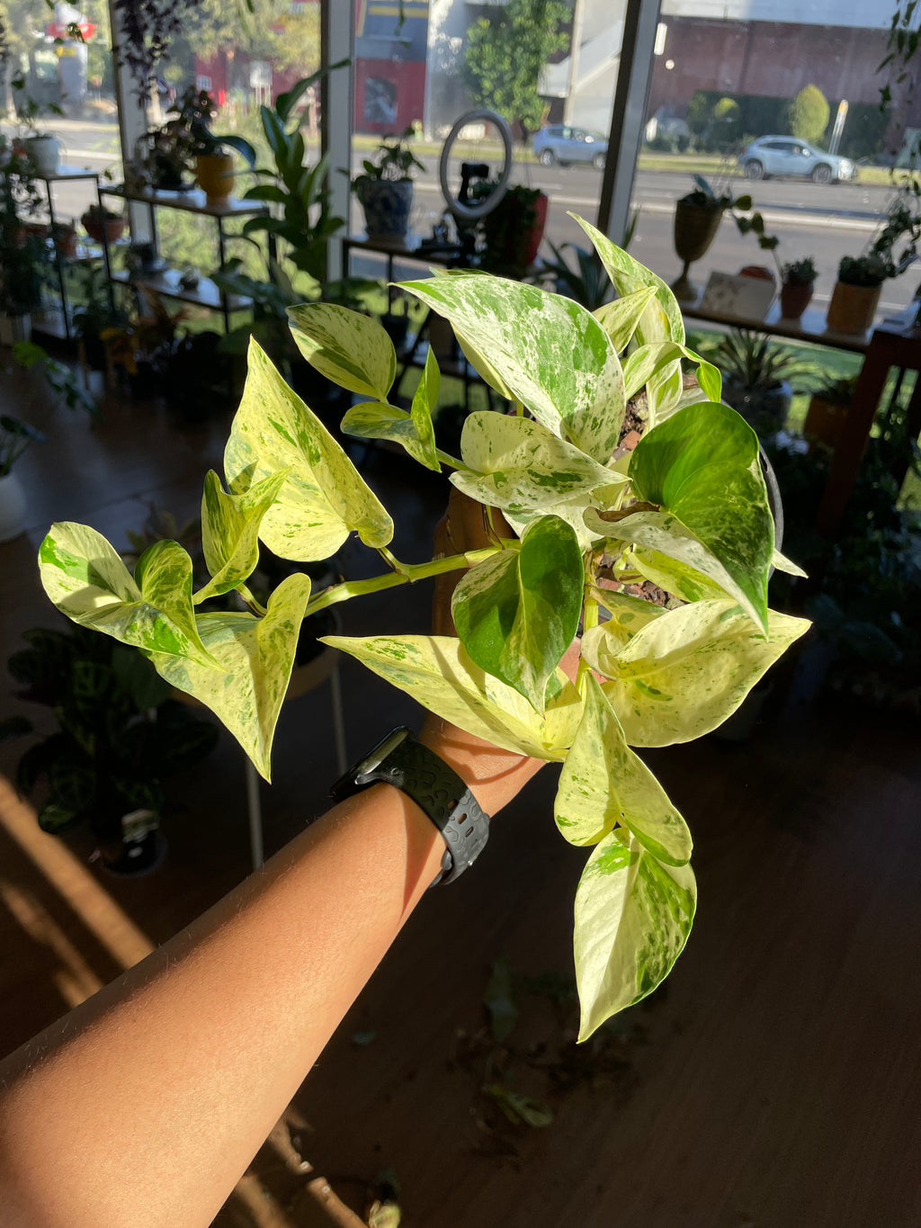 Marble Queen Pothos (Epipremnum aureum 'Marble Queen') – The Queen of Variegation 👑🌿 - Wera Plants