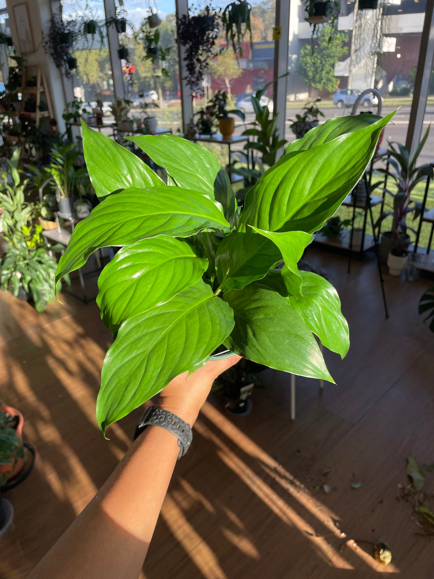 Spathiphyllum ‘Peace Lily’ – Elegant &amp; Air-Purifying 🌿🌸 - Wera Plants