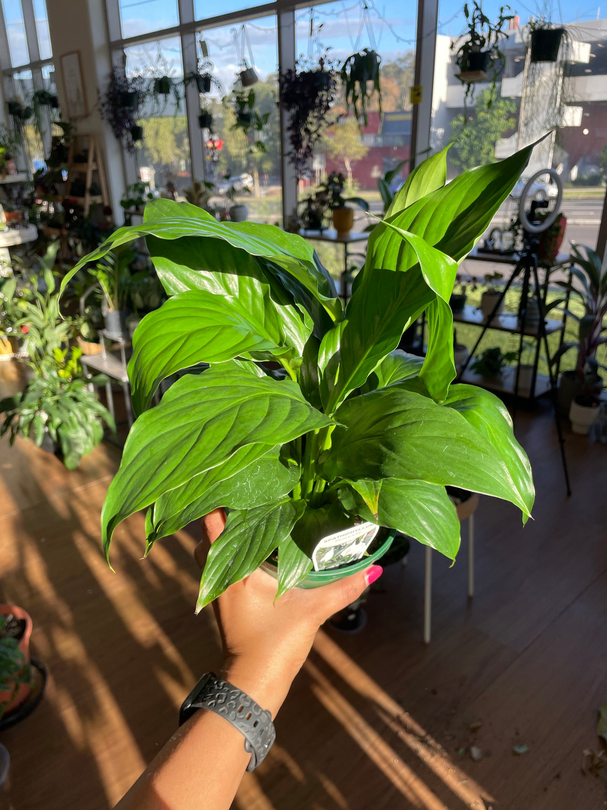 Spathiphyllum ‘Peace Lily’ – Elegant &amp; Air-Purifying 🌿🌸 - Wera Plants