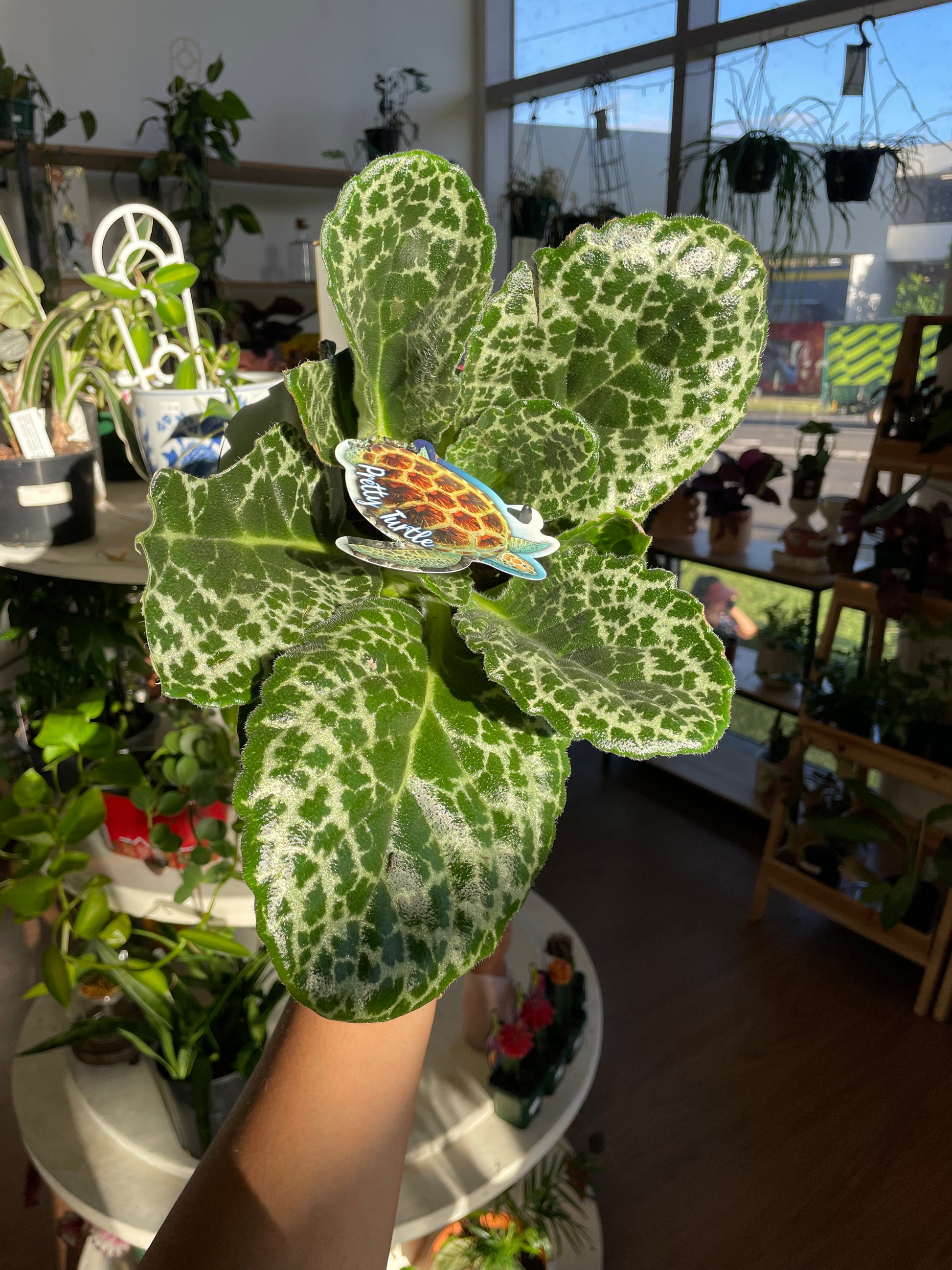 Streptocarpus Pretty Turtle - Wera Plants