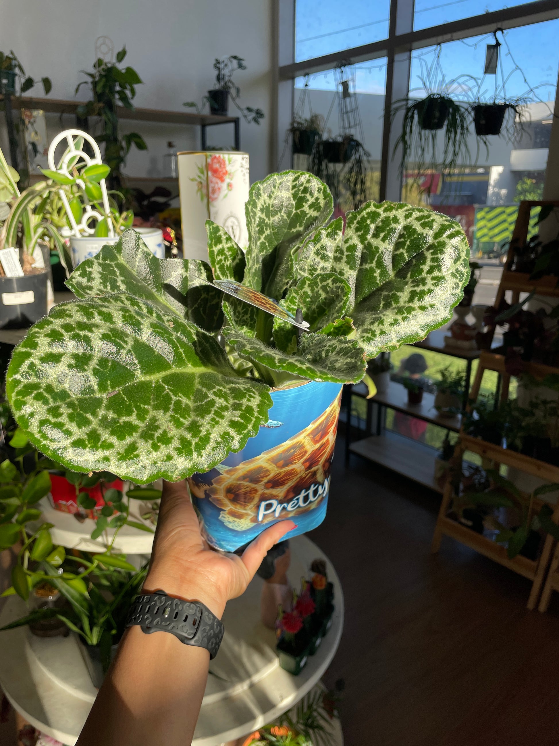 Streptocarpus Pretty Turtle - Wera Plants