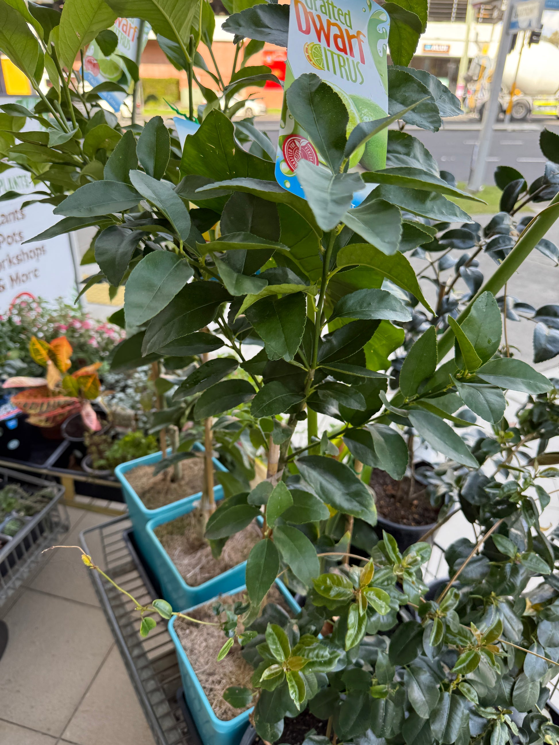 Citrus limon ‘Eureka’