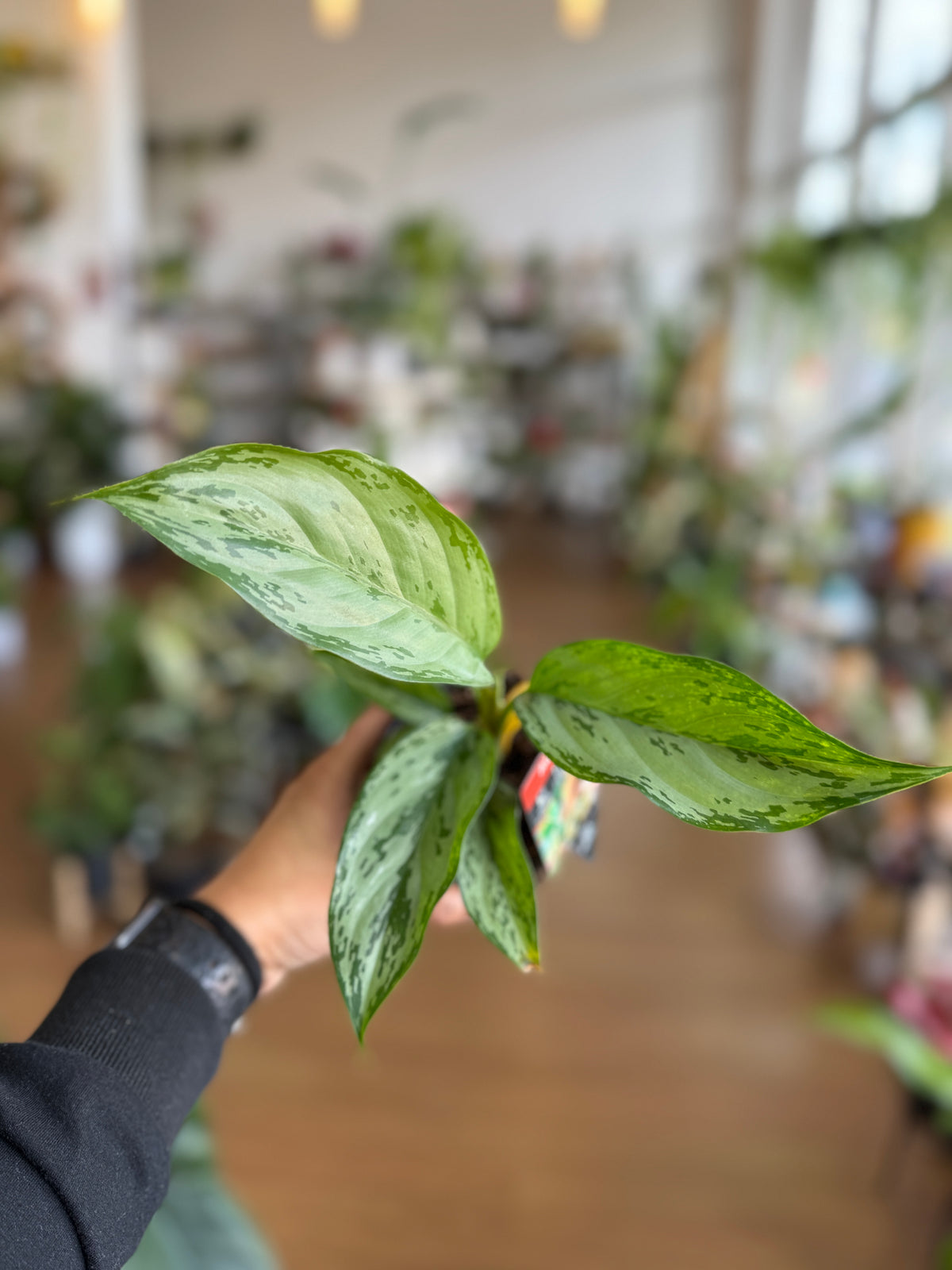 Aglaonema