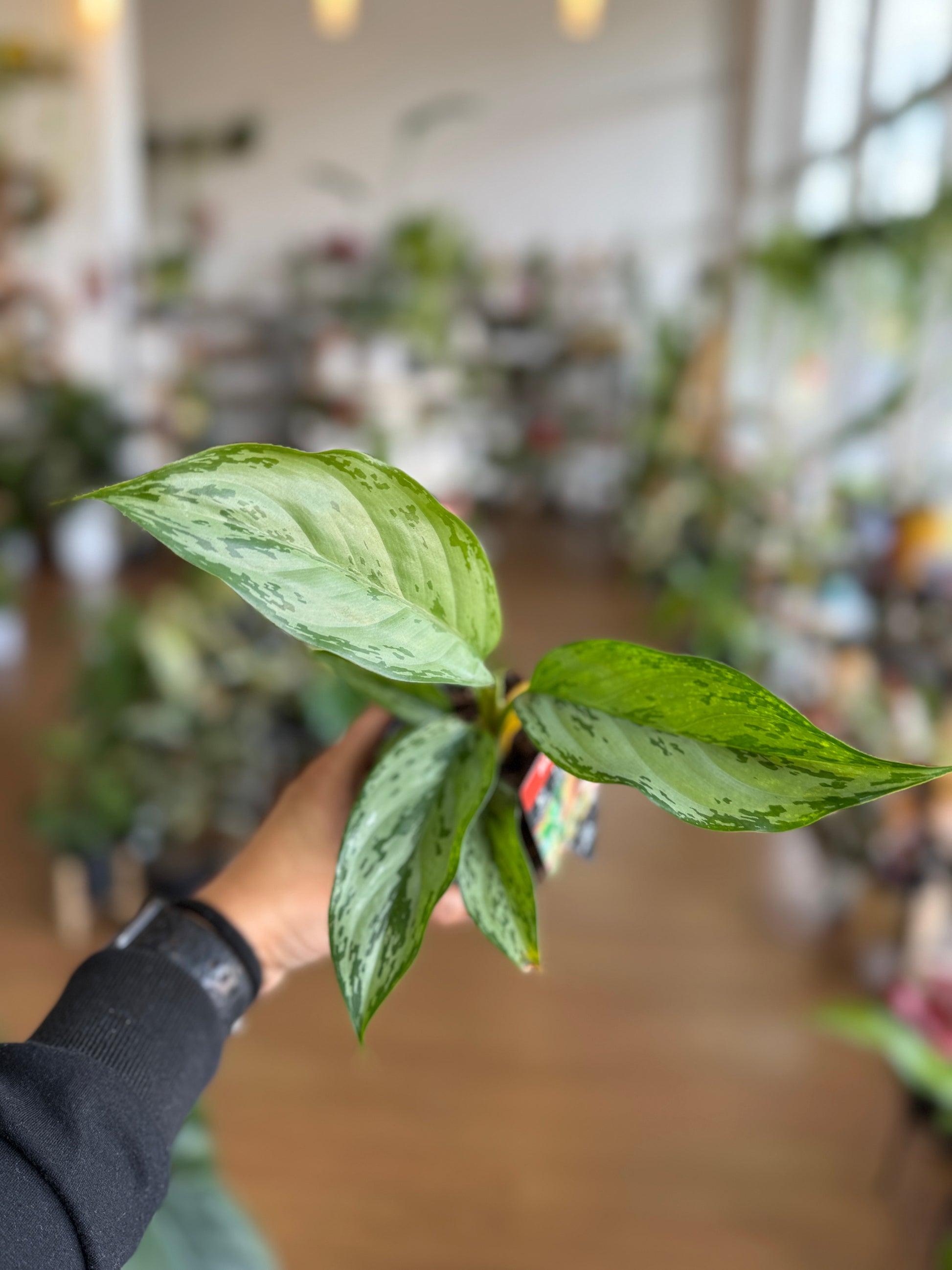 Aglaonema