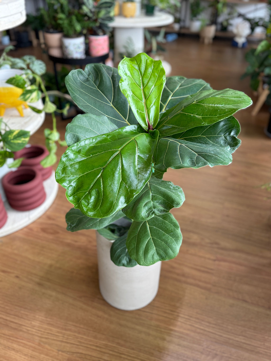Ficus lyrata (Fiddle Leaf Fig)