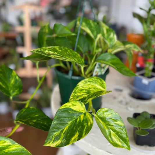 Epipremnum Aureum- Devil’s Ivy Pothos