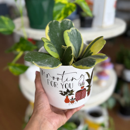 Hoya kerrii Variegata