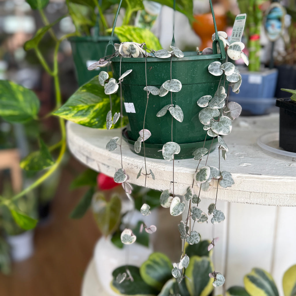 Ceropegia woodii variegated String of Hearts with trailing heart-shaped leaves in green, pink, and cream tones in a hanging pot.