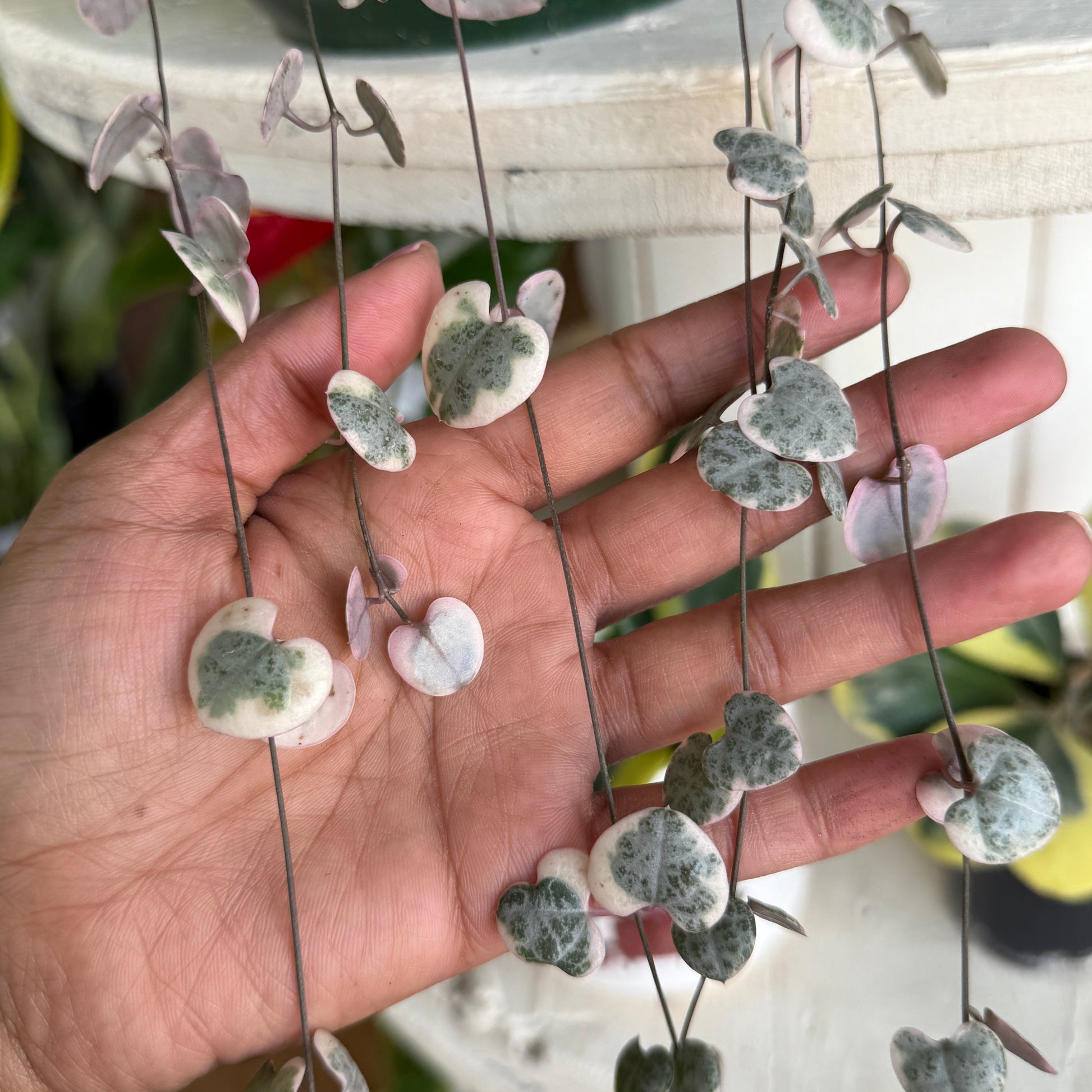 Ceropegia Woodi (Variegated String of Hearts)