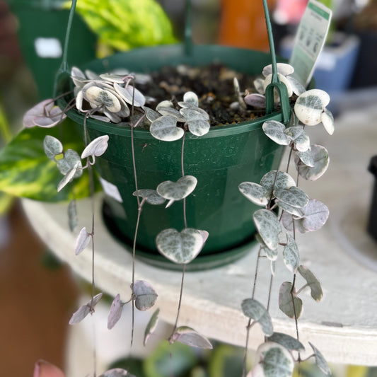 Ceropegia Woodi (Variegated String of Hearts)